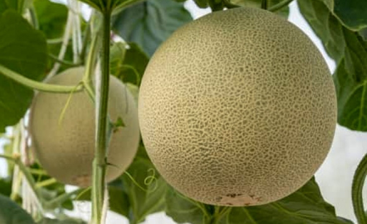 Cantaloupe (Fresh)