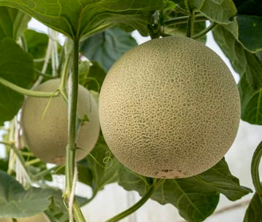 Cantaloupe (Fresh)