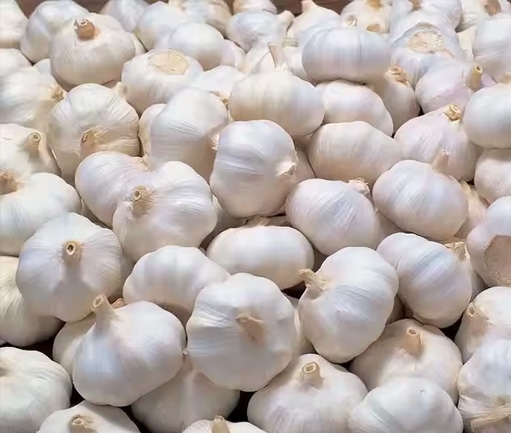 Garlic (Fresh)