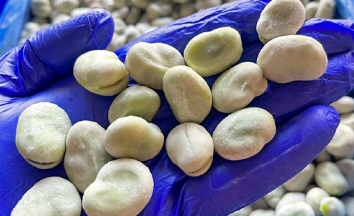 Fava Beans (IQF Frozen)