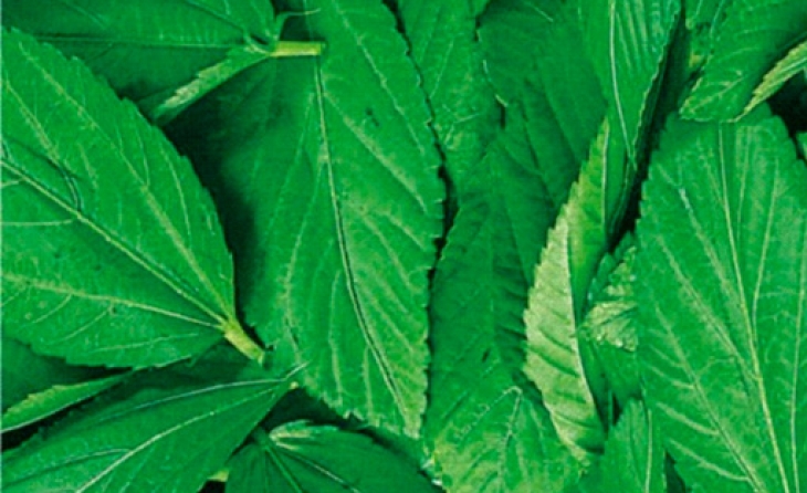 Molokhia (IQF Frozen)